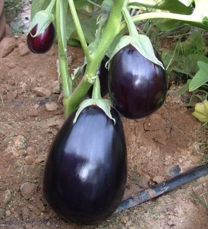 Berenjenas 3