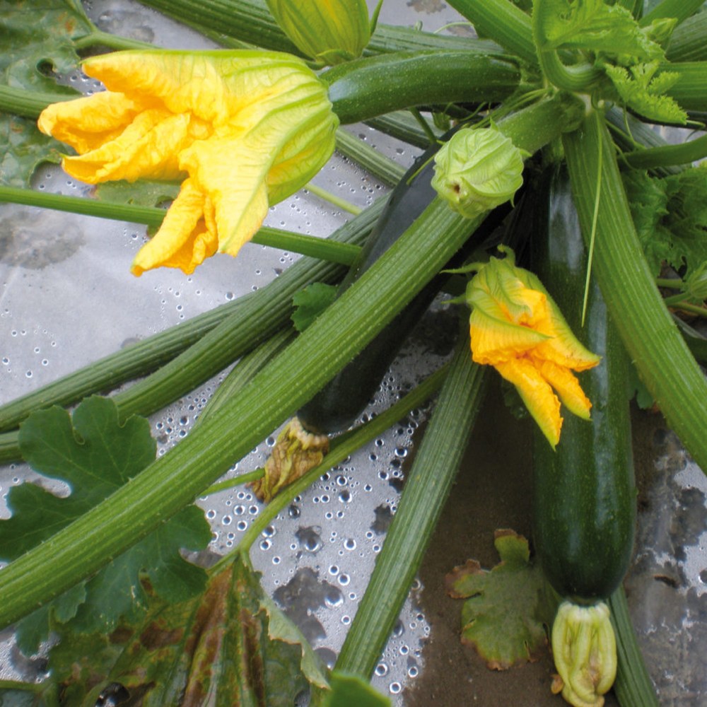 Calabacin 2