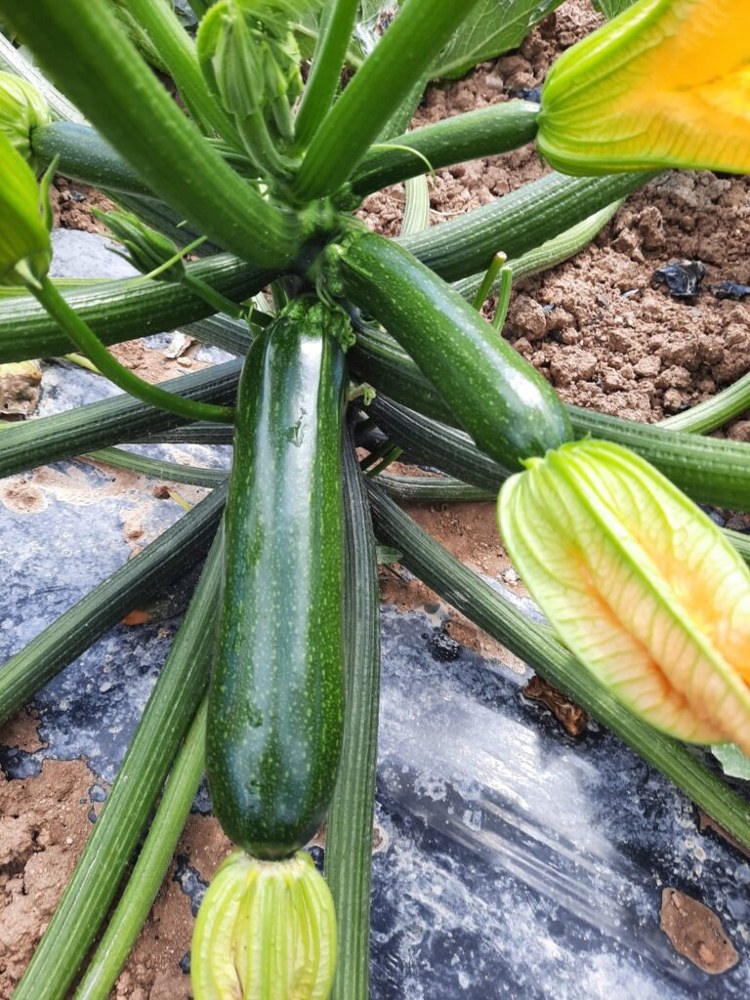 Calabacin 3