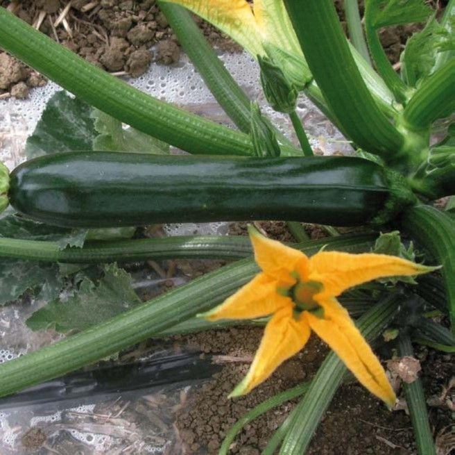 Calabacin 4