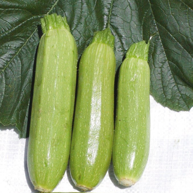 Calabacin 5