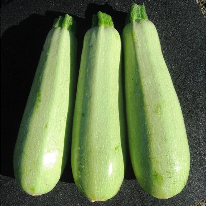 Calabacin 6