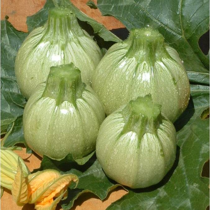 Calabacin 7