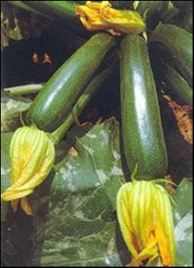 Calabacin 8