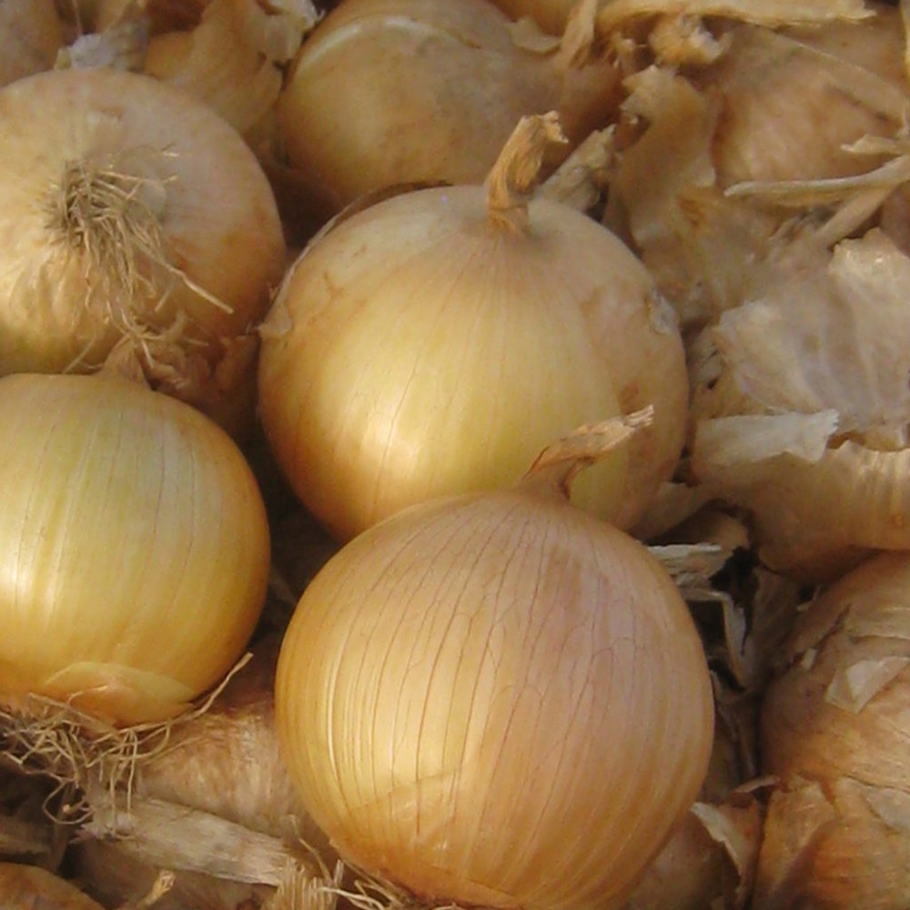 Cebollas 2
