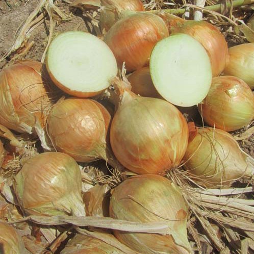 Cebollas 3