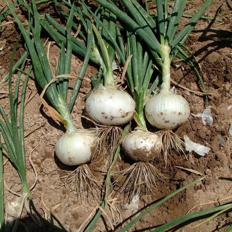Cebollas 4