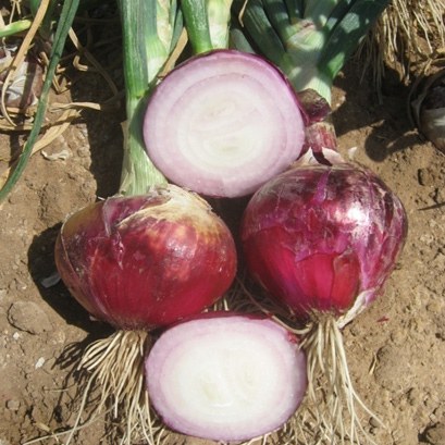 Cebollas 5
