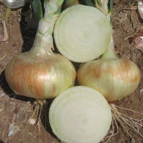 Cebollas 6