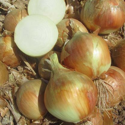 Cebollas 7