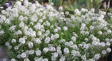 Jardin 10