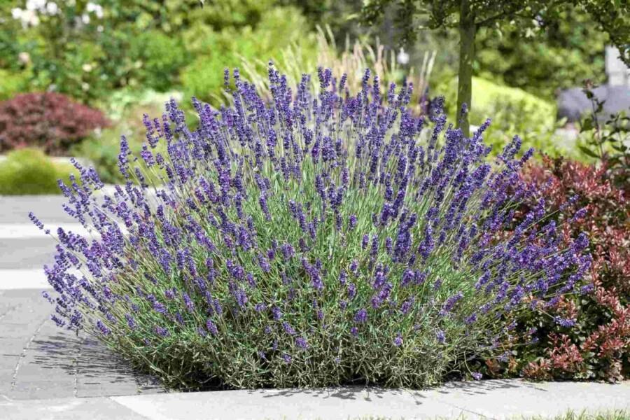 Jardin 102