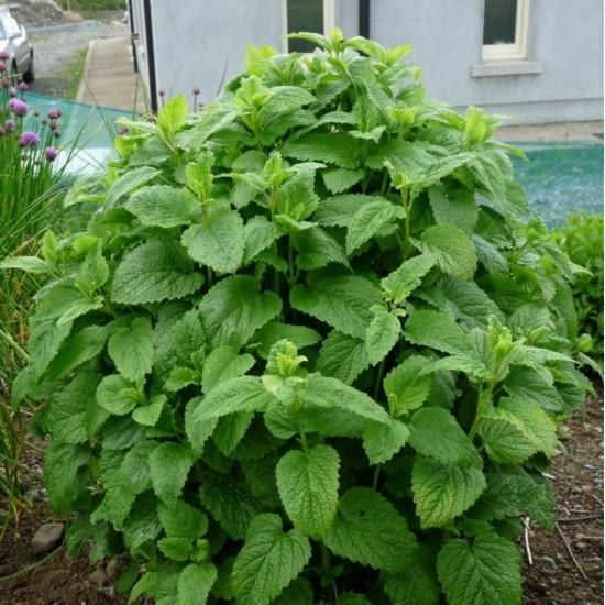 Jardin 104