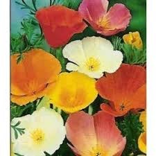 Jardin 11