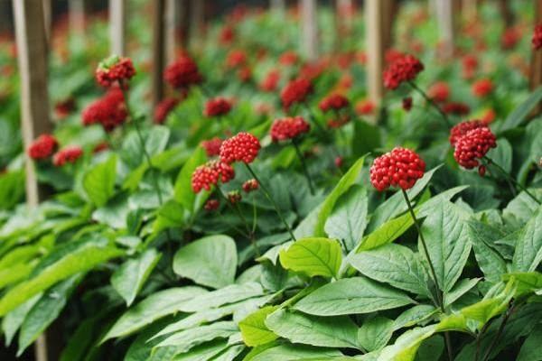 Jardin 120