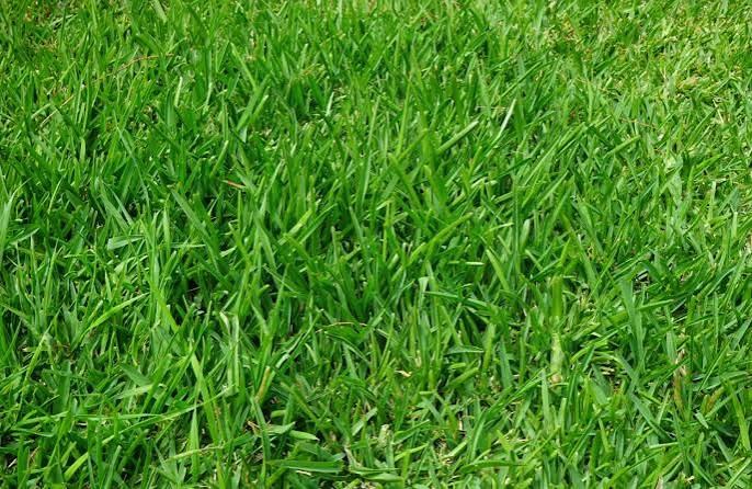 Jardin 124