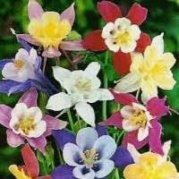 Jardin 13