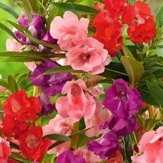 Jardin 16