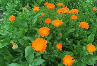 Jardin 20