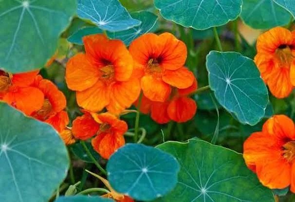 Jardin 22
