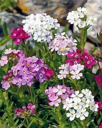 Jardin 23