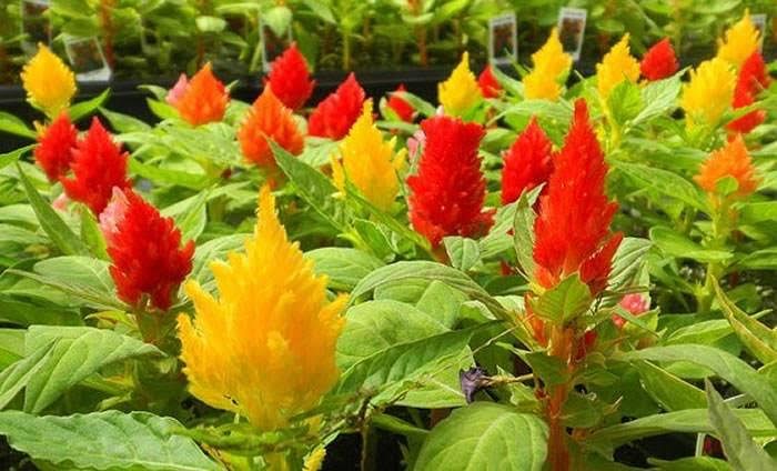 Jardin 24