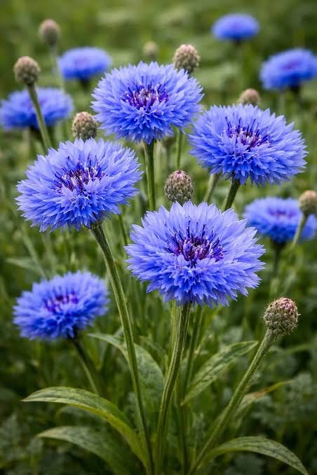 Jardin 25