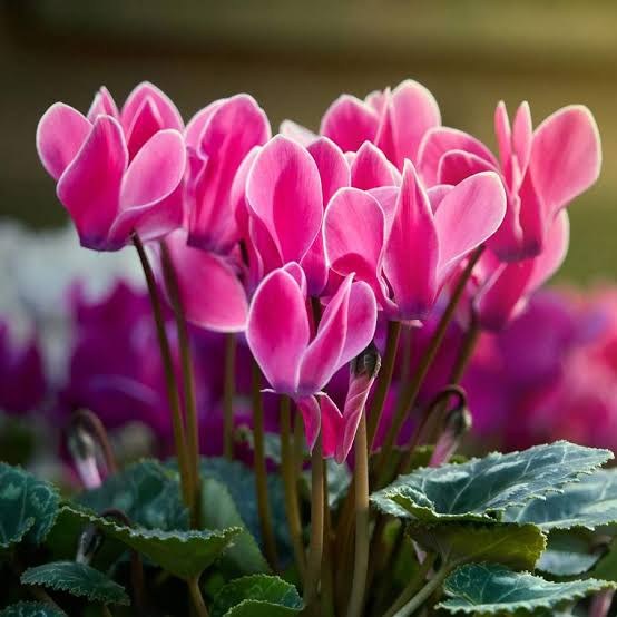 Jardin 26