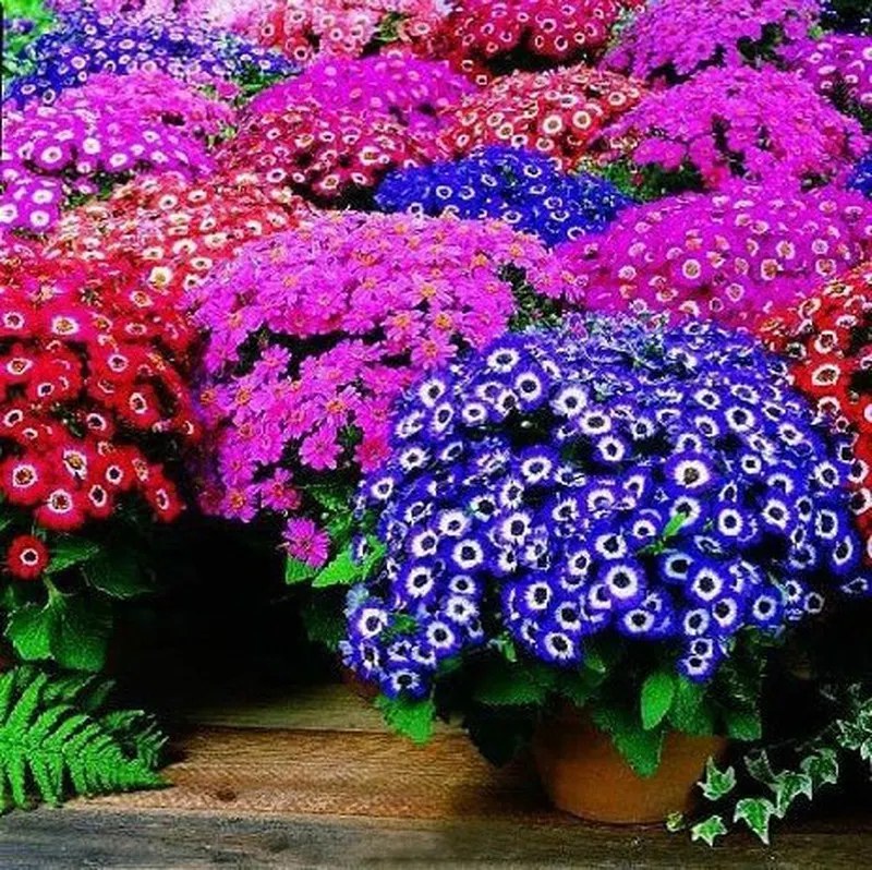 Jardin 27