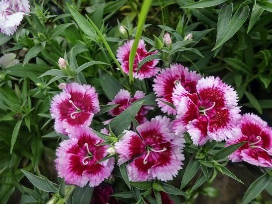 Jardin 29