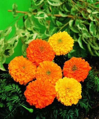 Jardin 30