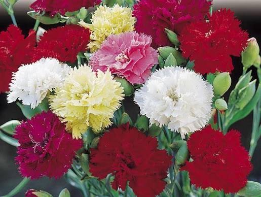 Jardin 31