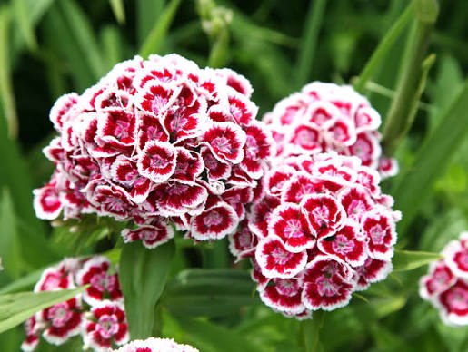 Jardin 32