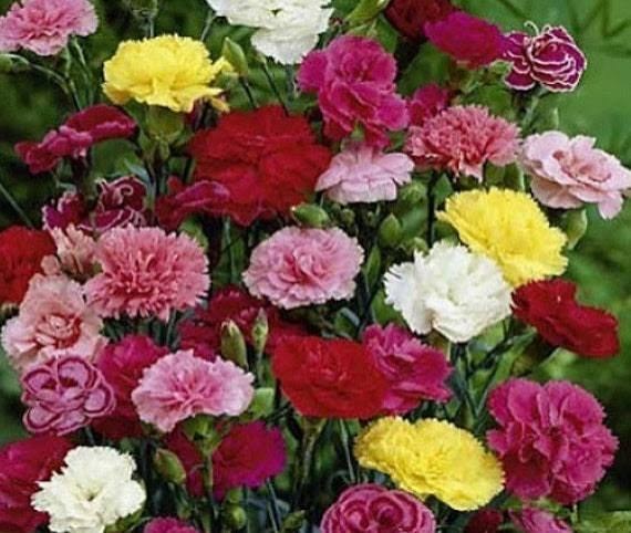 Jardin 33