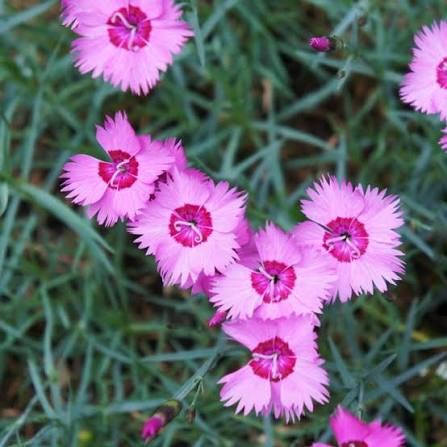 Jardin 34