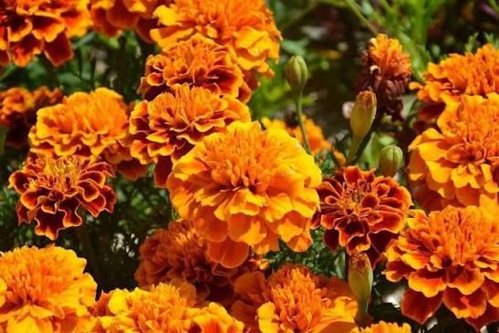 Jardin 35