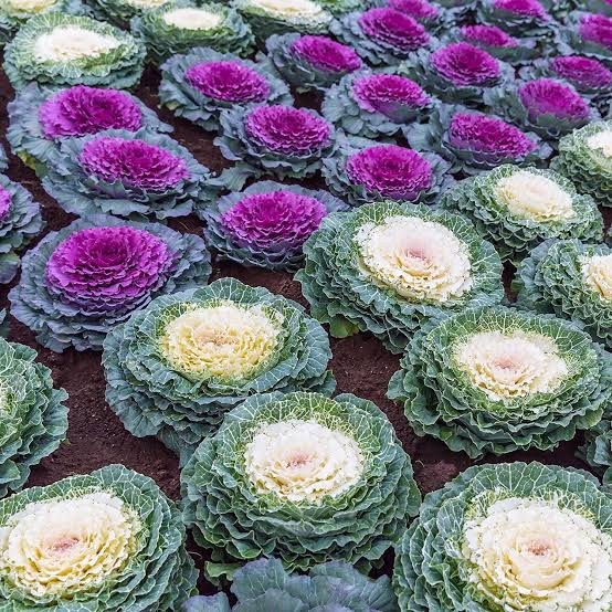 Jardin 37