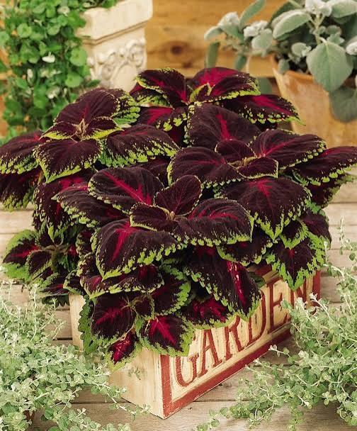 Jardin 38