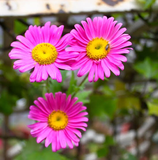 Jardin 39
