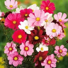 Jardin 40