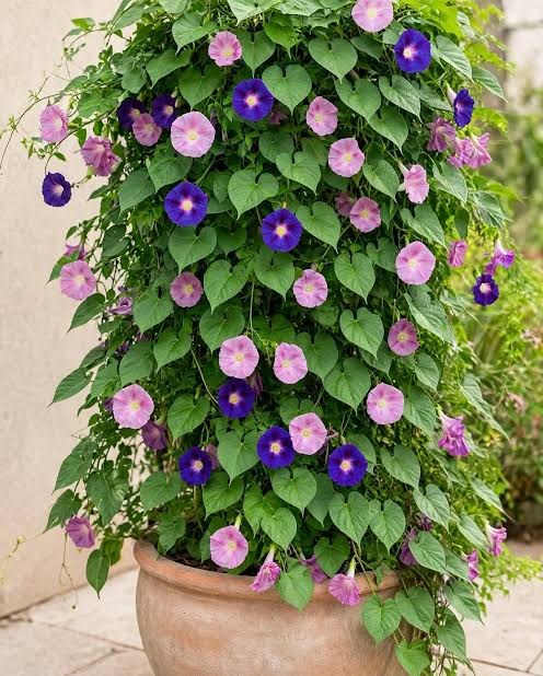 Jardin 43