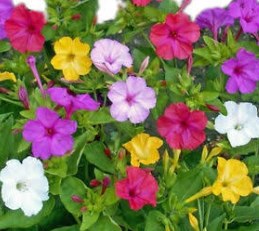 Jardin 44