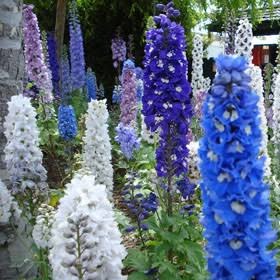 Jardin 46