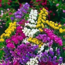 Jardin 47