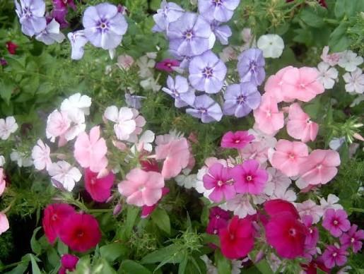 Jardin 49