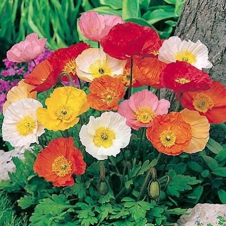 Jardin 5