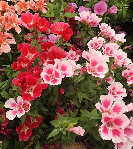 Jardin 56