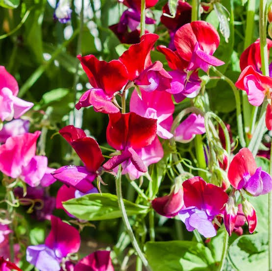 Jardin 58