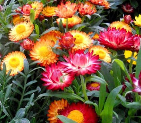 Jardin 59
