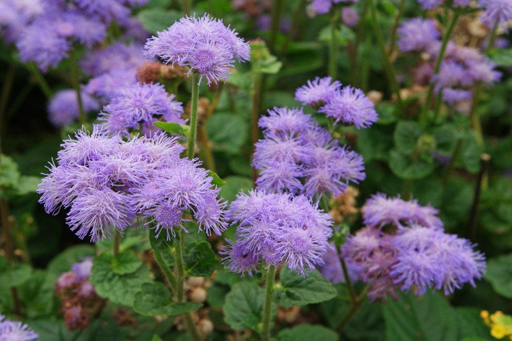 Jardin 6